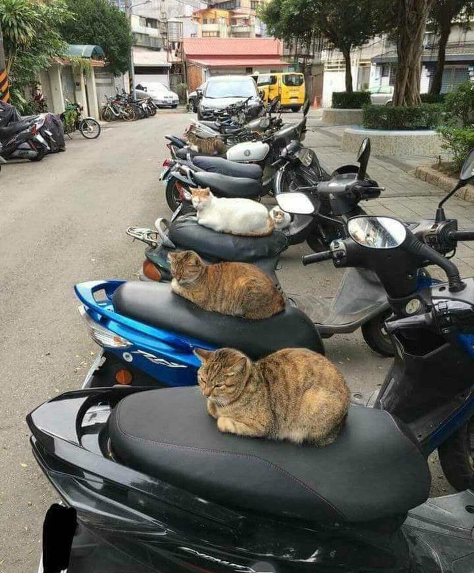 Biker gang terrorises local residents — 1