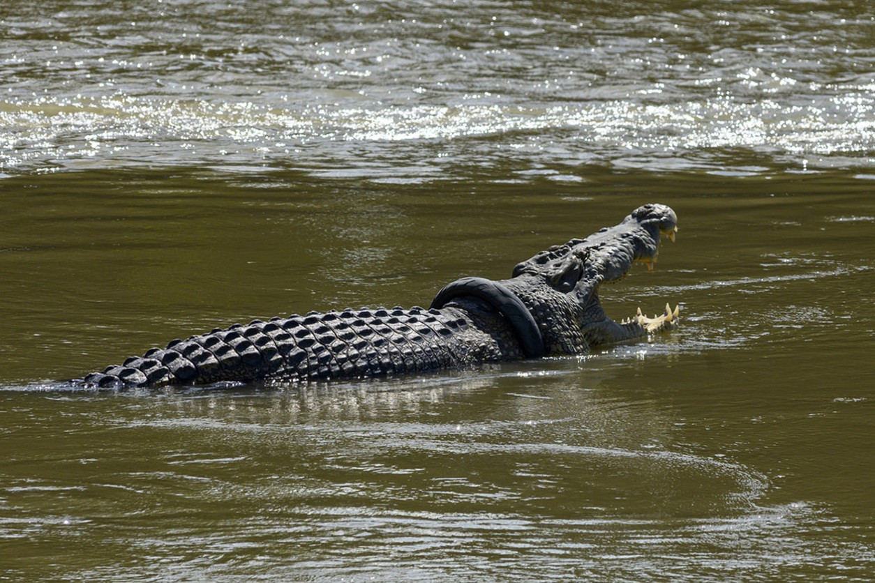Снимите шину! Индонезийский крокодил пал жертвой мотоциклизма