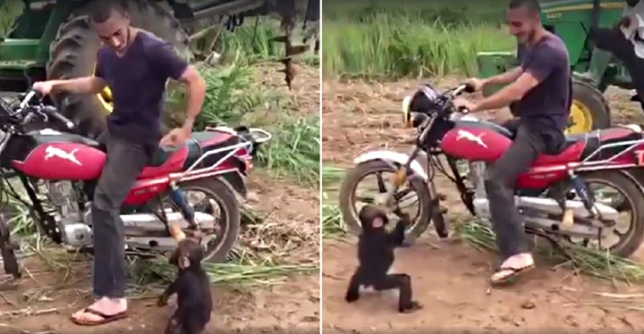 Little monkey wants to ride motorbike like a child