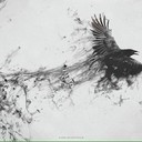 Corvus
