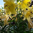 Василиса Примудрая