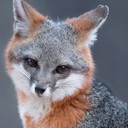 Рома Волков