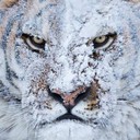 владимир котов