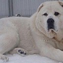 Денис Спальвис